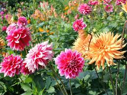 Dahlia Plant